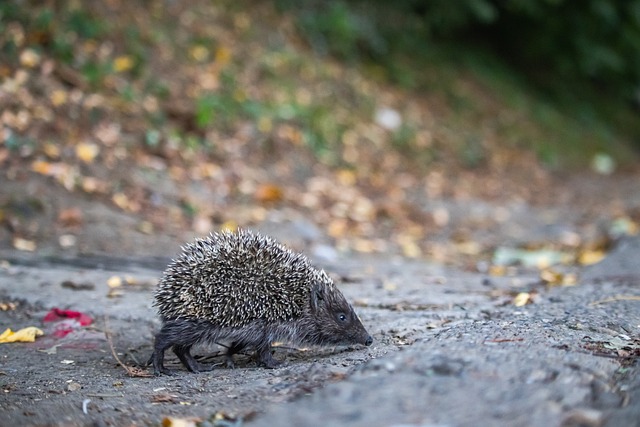 特城的比赛 特城的比赛